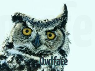 Owlface